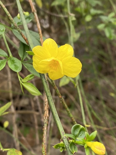 Primrose jasmine