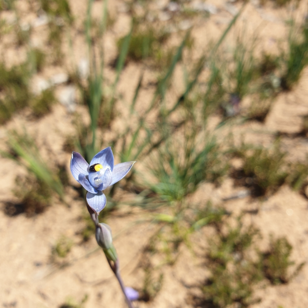 Thelymitra atronitida