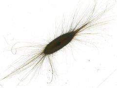 Alstonia