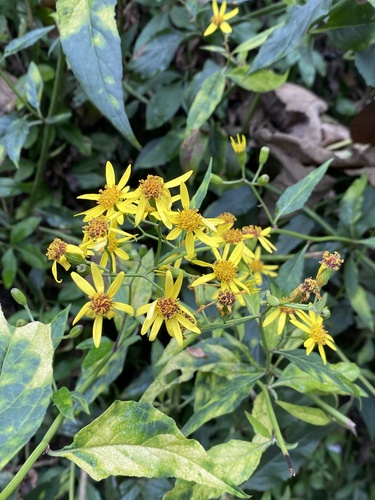 climbing senecio