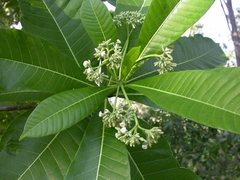 Alstonia