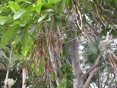Alstonia
