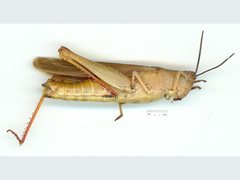Adlappa erythroptera