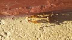 Oedomerus corallipes