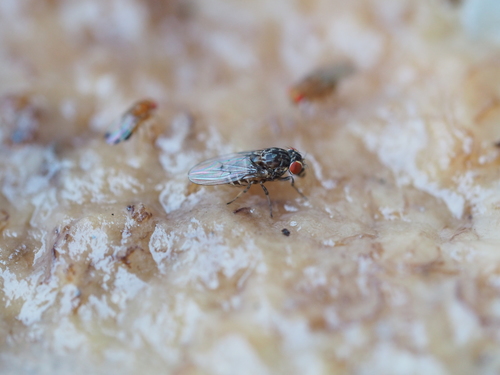 Phortica semivirgo