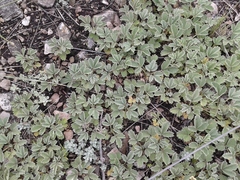 Potentilla acaulis