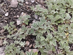 Potentilla acaulis