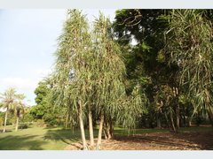 Pandanaceae
