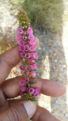 Erica abietina constantiana