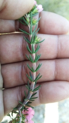 Erica abietina constantiana