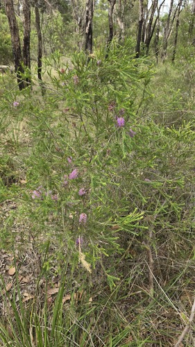 Melaleuca diosmatifolia, photograph 2