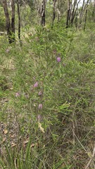 (c) Petra Holland, some rights reserved (CC BY) Melaleuca diosmatifolia, photograph (c) Petra Holland, some rights reserved (CC BY)