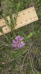 (c) Petra Holland, some rights reserved (CC BY) Melaleuca diosmatifolia, photograph (c) Petra Holland, some rights reserved (CC BY)