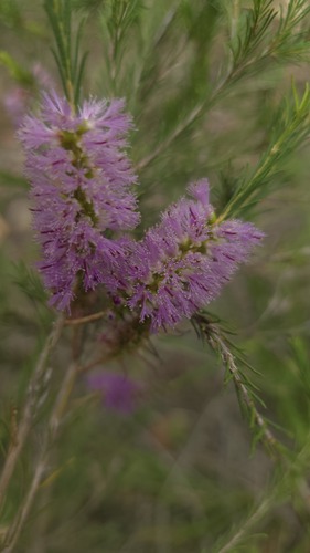 Melaleuca erubescens observed 2024-11-17