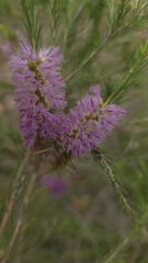Melaleuca diosmatifolia