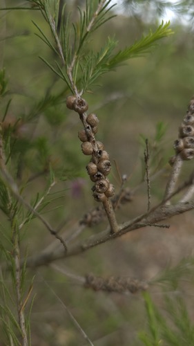 Melaleuca diosmatifolia, photograph 4