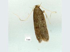 Sarisophora