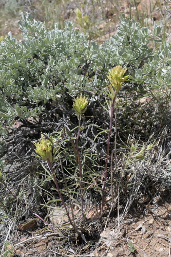 Image of Castilleja flava by (c) Ed Alverson, some rights reserved (CC BY)