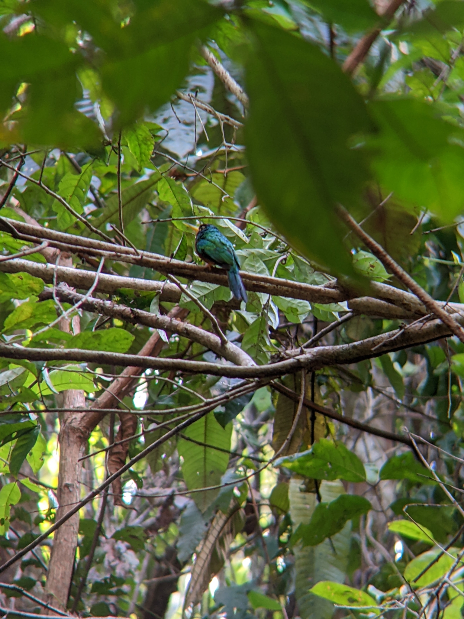 Blue-cheeked Jacamar illustration