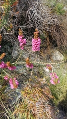 Erica abietina constantiana