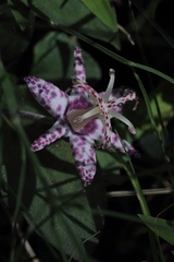 Tricyrtis