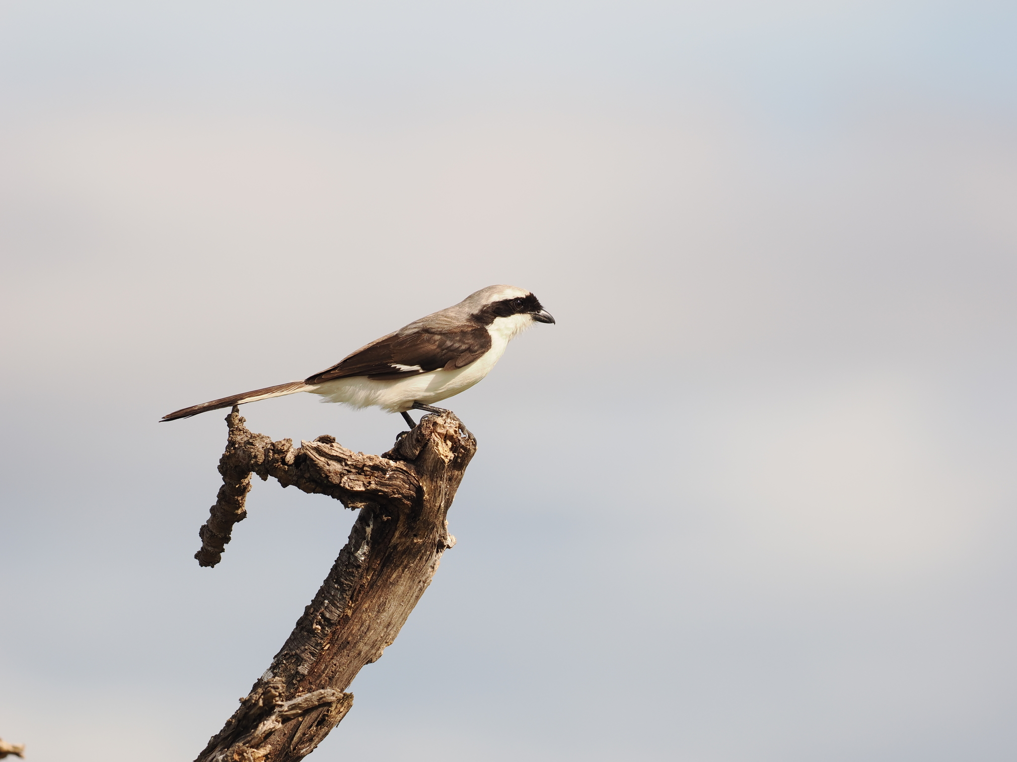 Grey-backed Fiscal illustration