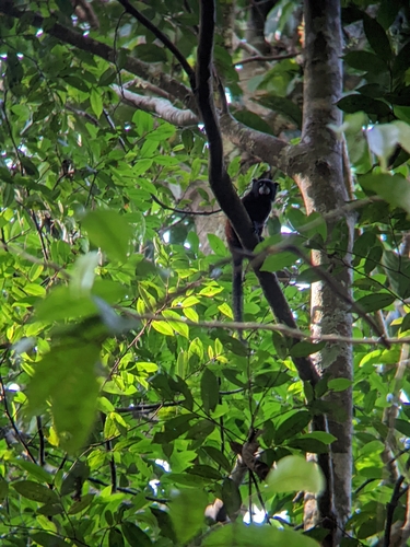 Illiger's Saddle-back Tamarin