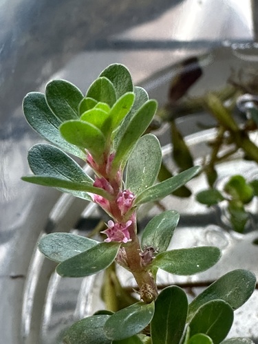 Rotala indica iNat (2)