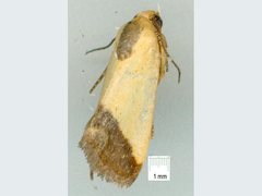 Acontia thapsina