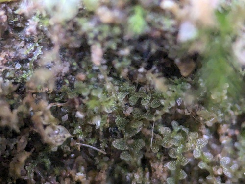 Dwarf Flapwort (Jungermannia pumila)