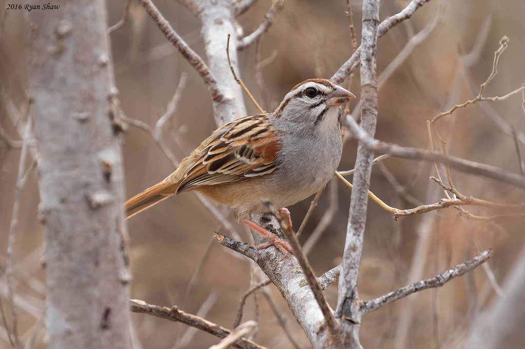 Cinnamon-tailed Sparrow photo