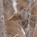 Cinnamon-tailed Sparrow - Photo (c) Ryan Shaw, some rights reserved (CC BY-NC)