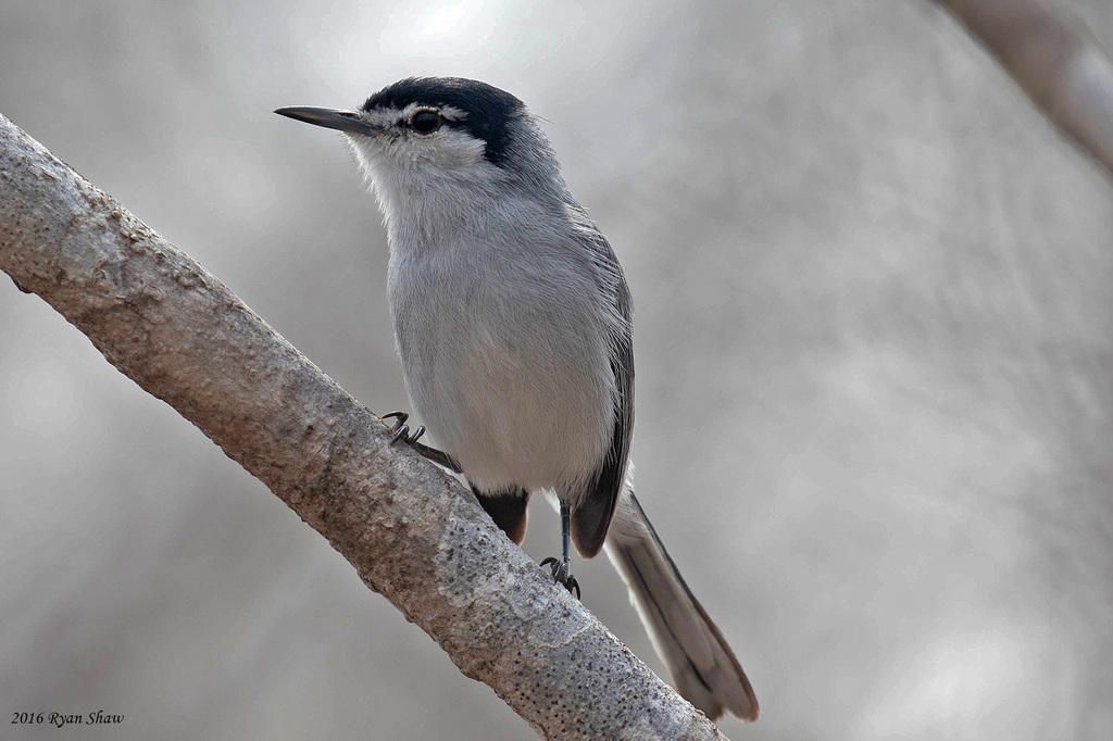 White-lored Gnatcatcher (Polioptila albiloris) photo