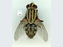 Sarcophaga aurifrons