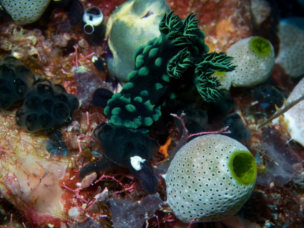Crested Nembrotha