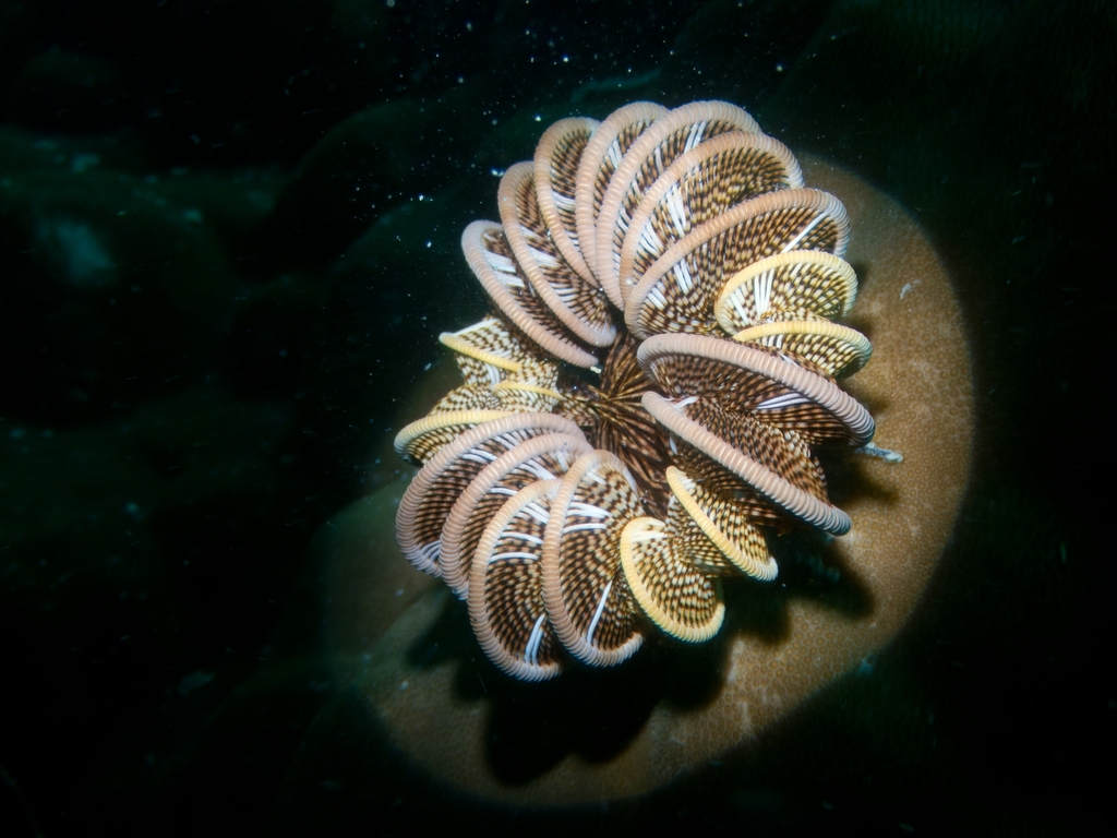 Stephanometra tenuipinna
