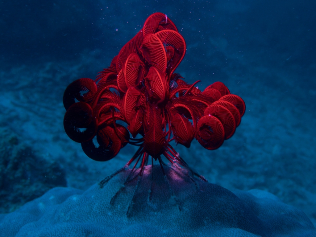 Pontiometra andersoni