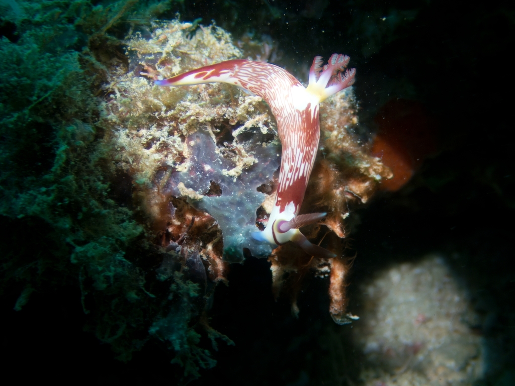 Ivory Wrinkle Dorid