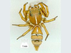 Cosmophasis bitaeniata