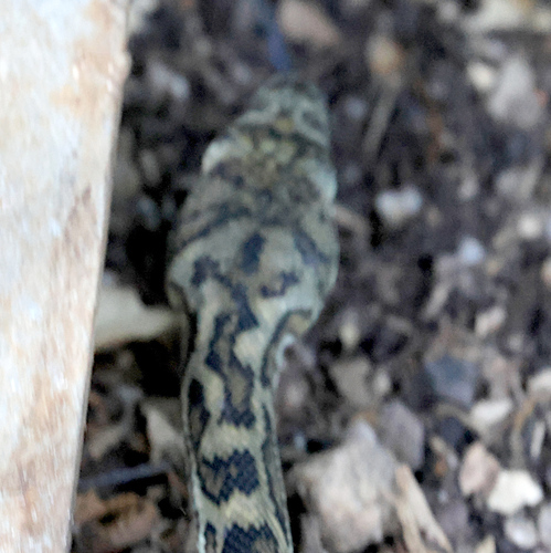 Coastal Carpet Python sighting