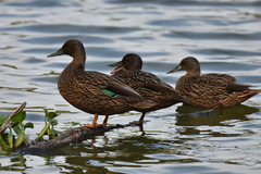 Meller's Duck photo 3