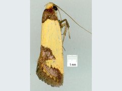 Chrysonoma consularis