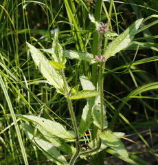 Stachys aspera