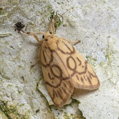 Miltochrista synestramena