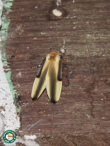 Sutonocrea reducta