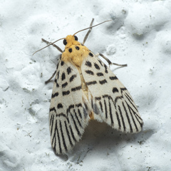 Ammatho zebrina