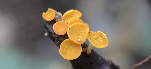 Dicephalospora rufocornea