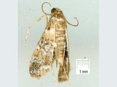 Elophila difflualis