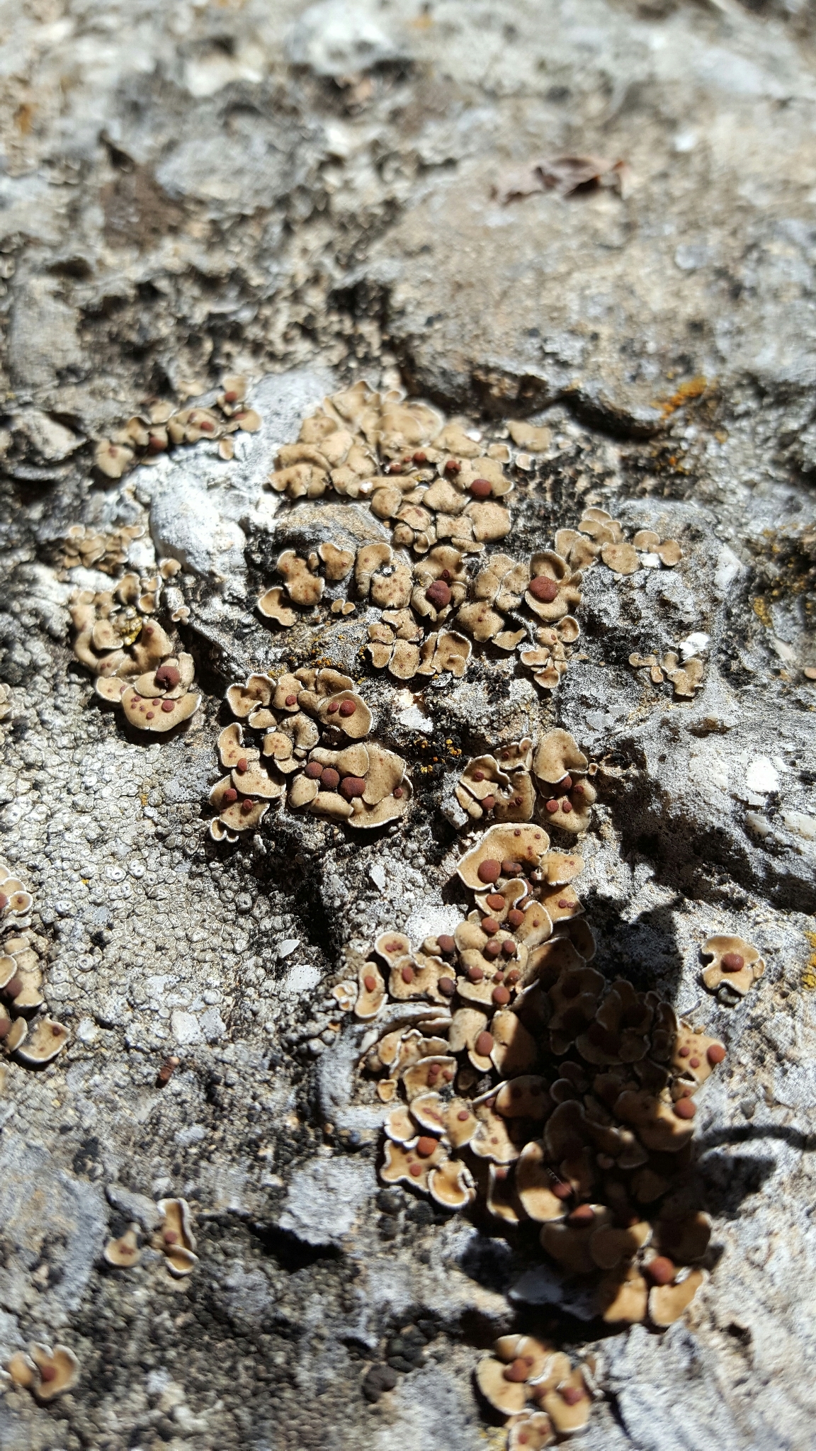 Psora pseudorussellii image