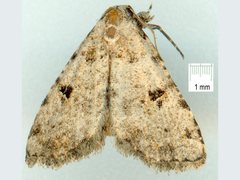 Stenopaltis
